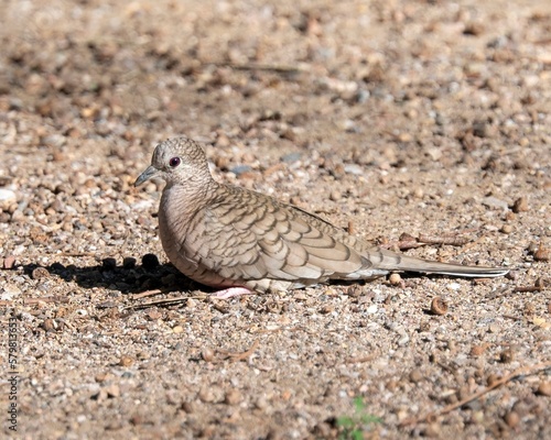 Inca Dove