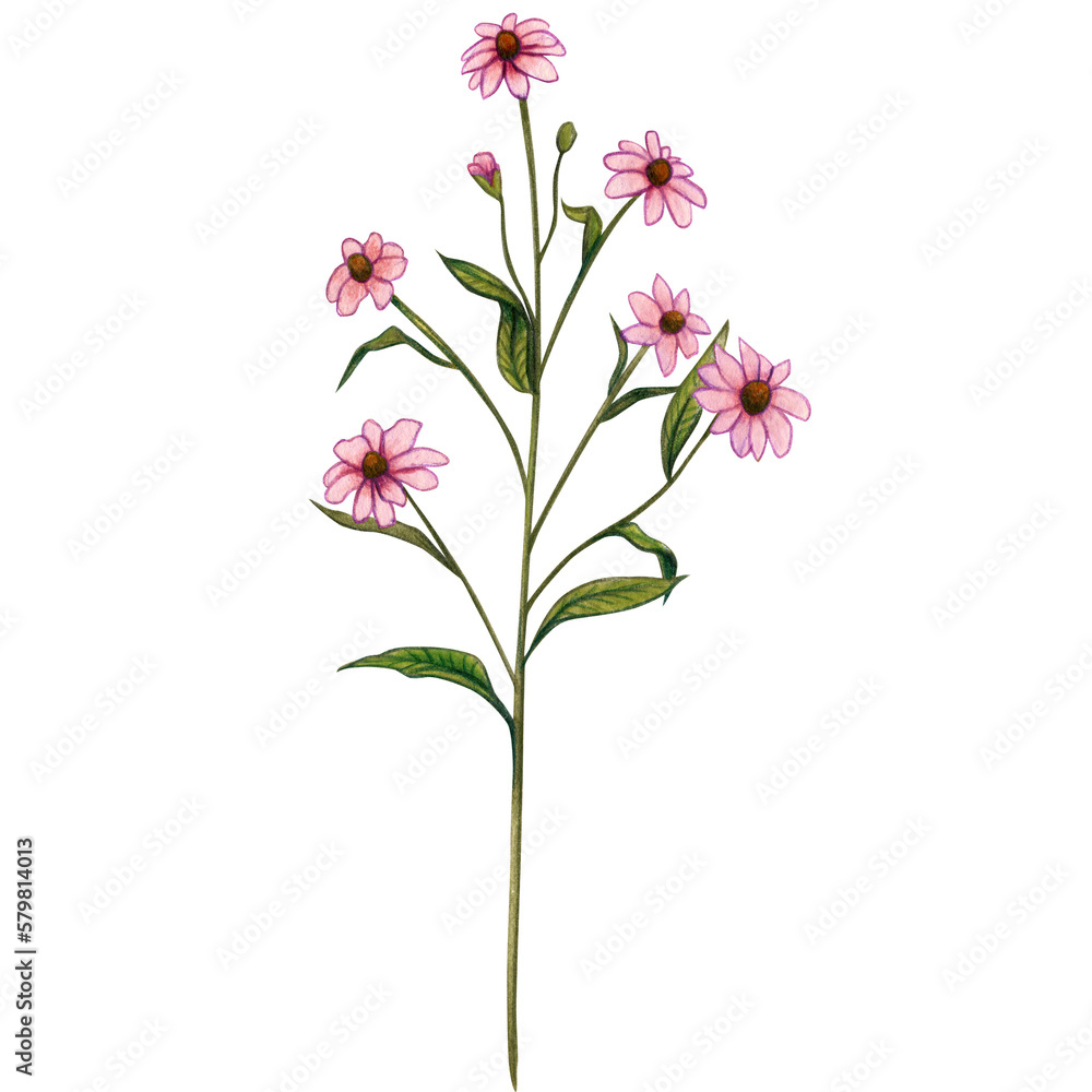 Watercolor hand drawn wild flowers and herbs Watercolor hand drawn wild flowers and herbs