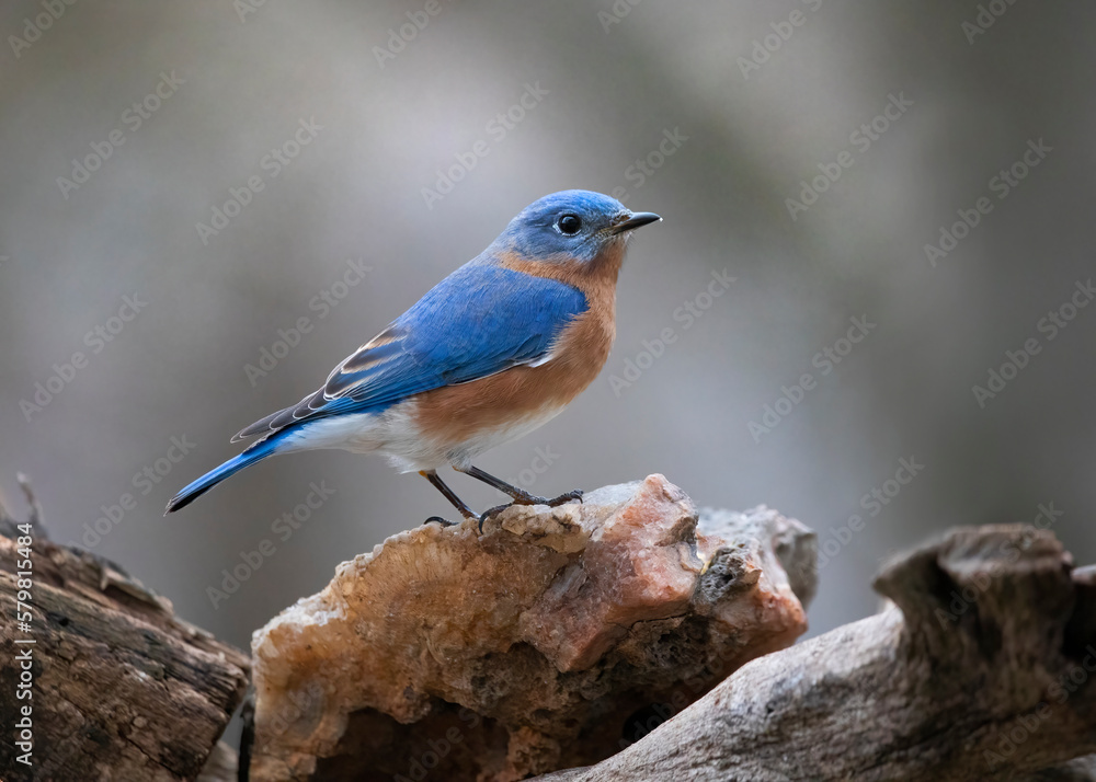 bluebird on rock