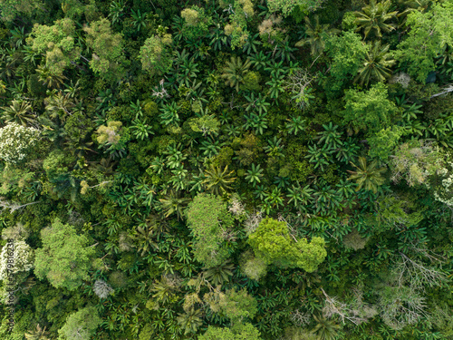 Aerial top down view of lush jungle vegetation and palm trees in Senaru, Lombok, Indonesia.