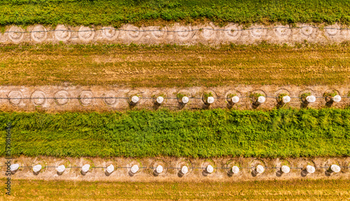 Aerial view of Citrus trees wrapped with exclusion bags in an agricultural field, Fellsmere, Florida, United States. photo