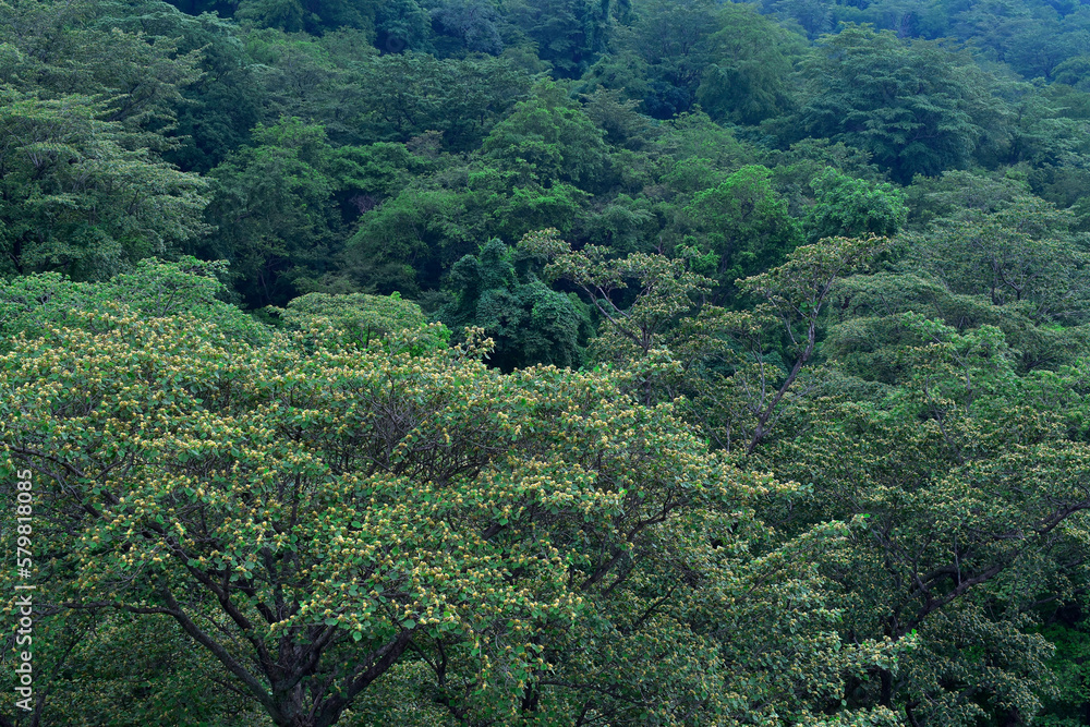 Green trees of tropical forest view