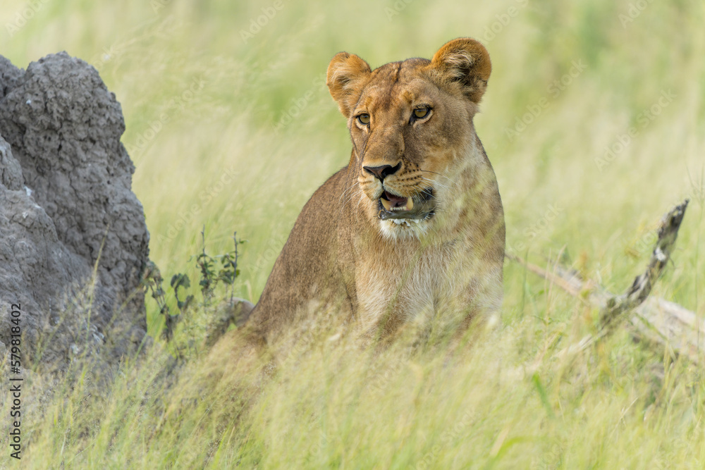 Obraz premium African lion (Panthera leo) in the green season. Sub adult lionesses walking around in the morning in the Okavango Delta in Botswana.