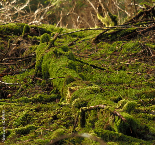 décomposition de végétation en sous-bois, recouverte de mousses et lichens.