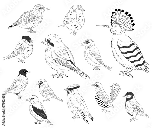 Set of birds in a realistic style. hand drawn. Vector stock illustration. isolated. Flying animals. Nature. Sketch. Sparrow, Jay, Bullfinch, Titmouse, Sveristel, Robin, Magpie, Oriole, Hoopoe