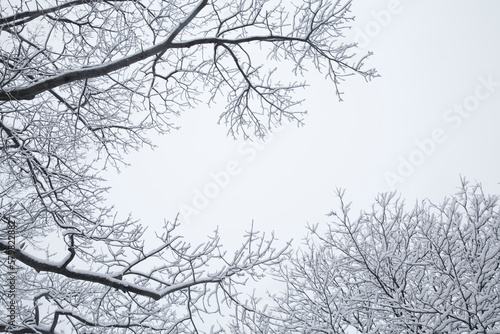 Snow on the trees at winter © Jayson