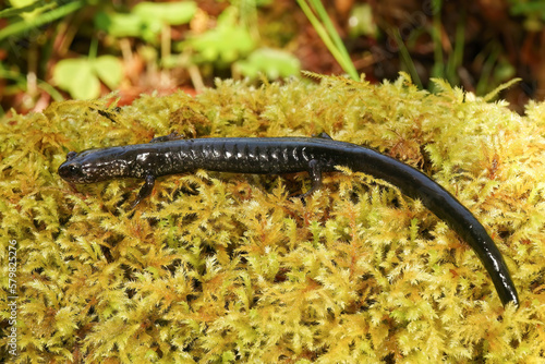 Close-up shot on a black adult of the endangered Del Norte salamander., Plethodon elongatus