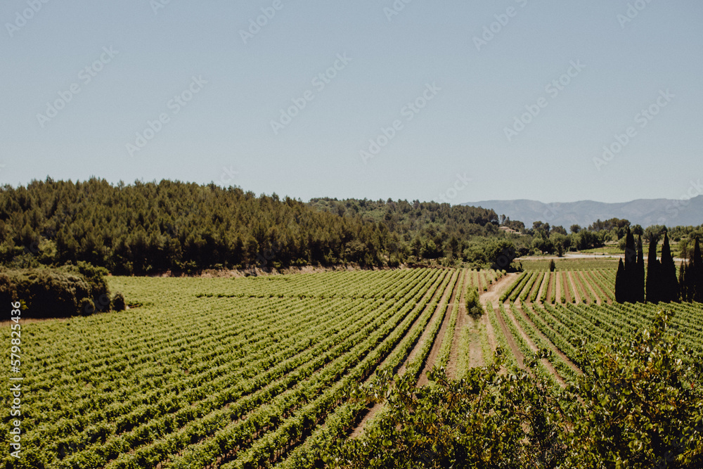 Les vignes dans la campagne provençale