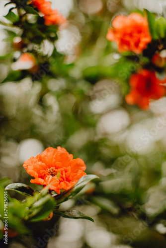 Arbre aux fleurs oranges en floraison