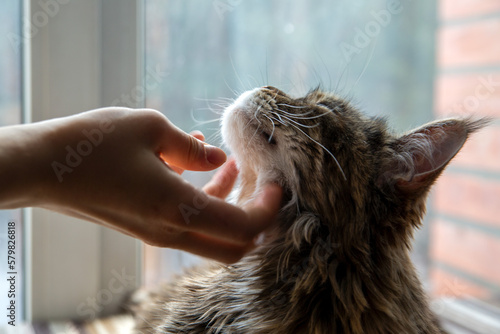 The owner caresses a cute Maine Coon cat. Pet care.