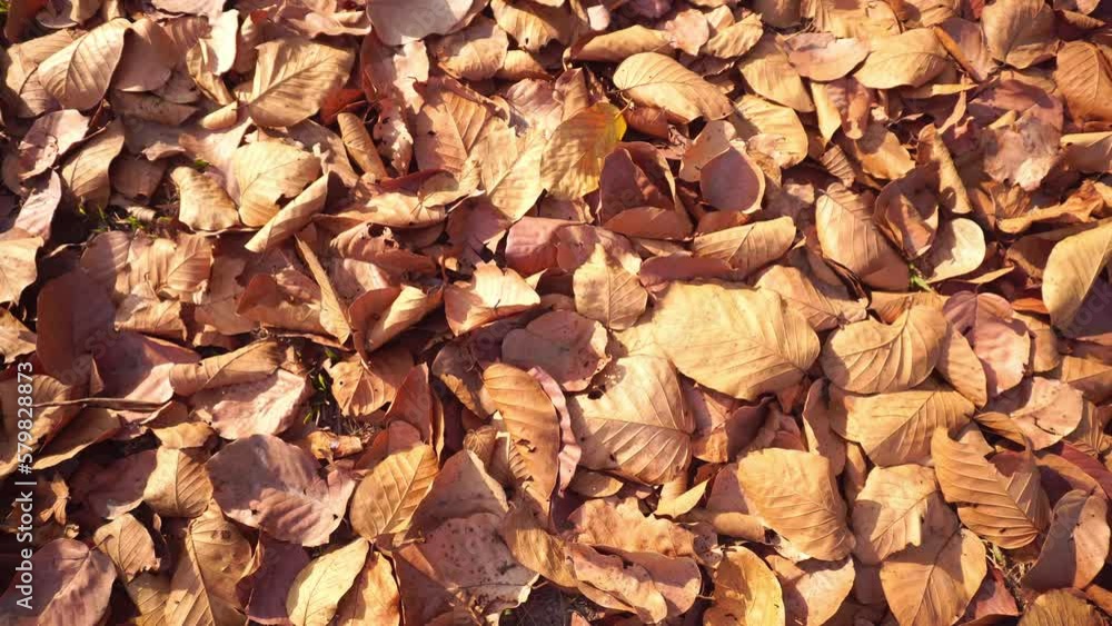 The leaves of the trees fall in the spring. The leaves of the trees fall in the spring.