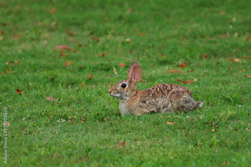 Fototapeta premium Eastern Cottontail Rabbit in Grass with Leaves