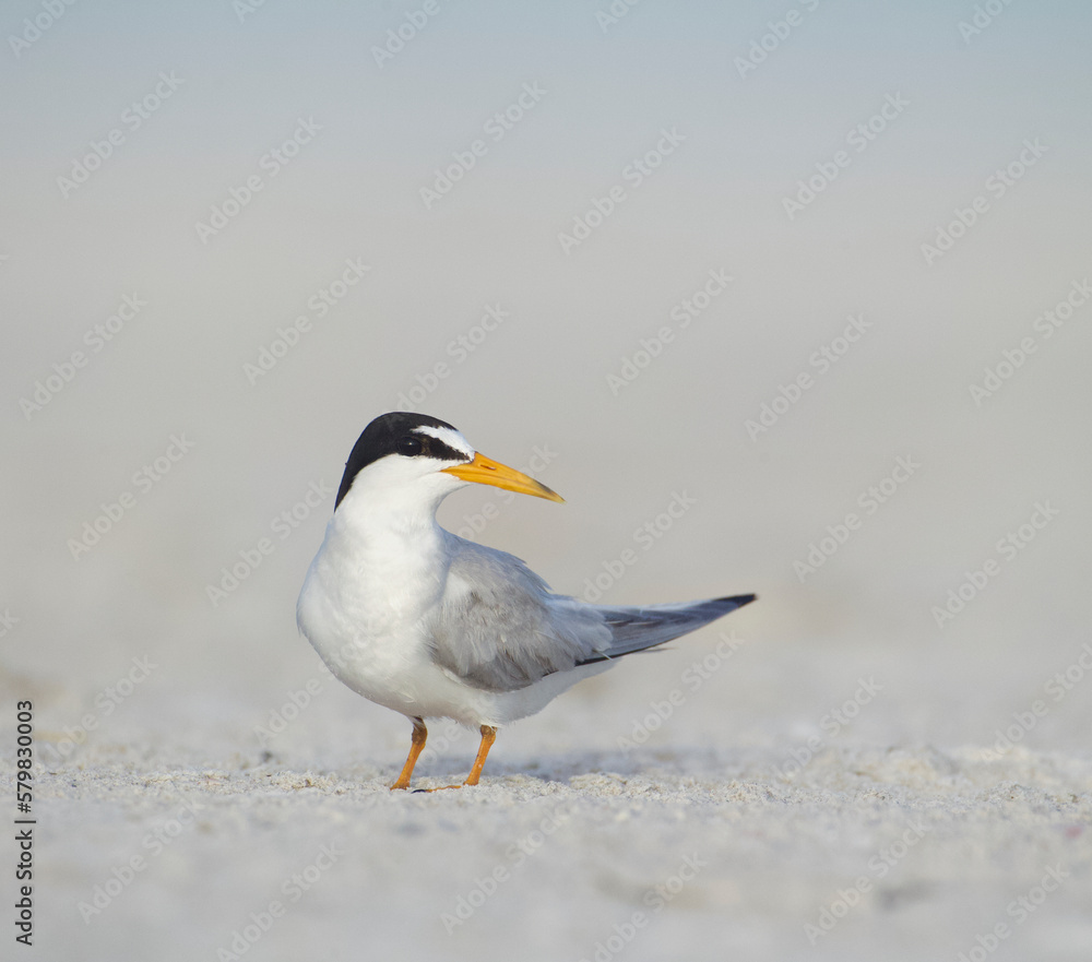 detailed portrait of a Least Tern, Sternula antillarum, on the beach during breeding and nesting season detailed portrait of a Least Tern, Sternula antillarum, on the beach during breeding and nesting season