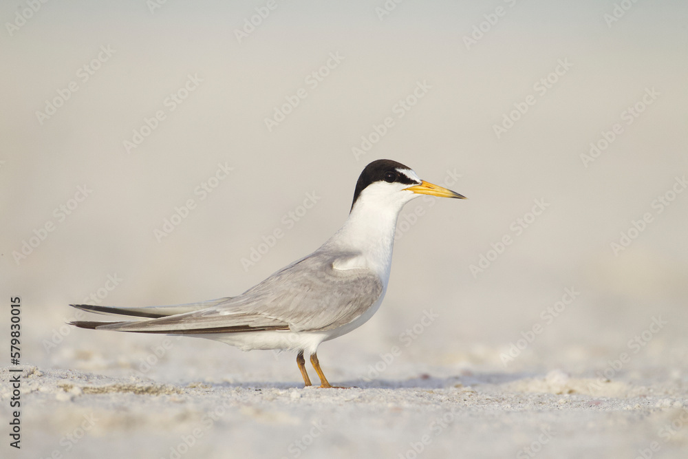 Least Tern standing on an open portion of sandy beach near Lido Key near Sarasota, Florida