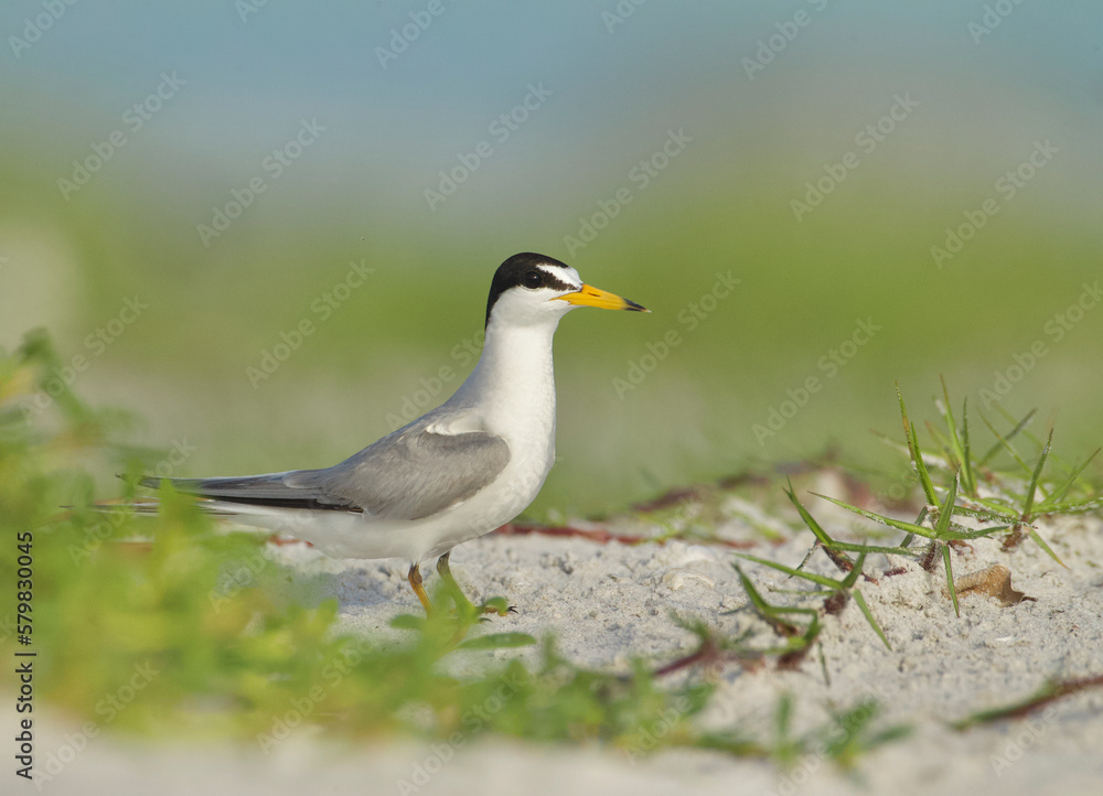 Least Tern, Sternula antillarum, on the beach at a nesting colony along the coast of the eastern United States Least Tern, Sternula antillarum, on the beach at a nesting colony along the coast of the eastern United States