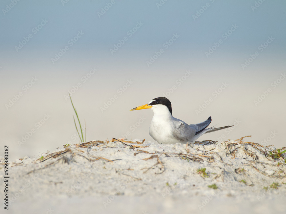 Naklejka premium Least Tern, Sternula antillarum, on the beach at a nesting colony along the coast of the eastern United States