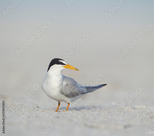 detailed portrait of a Least Tern, Sternula antillarum, on the beach during breeding and nesting season