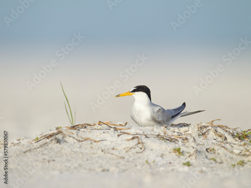 Least Tern, Sternula antillarum, on the beach at a nesting colony along the coast of the eastern United States