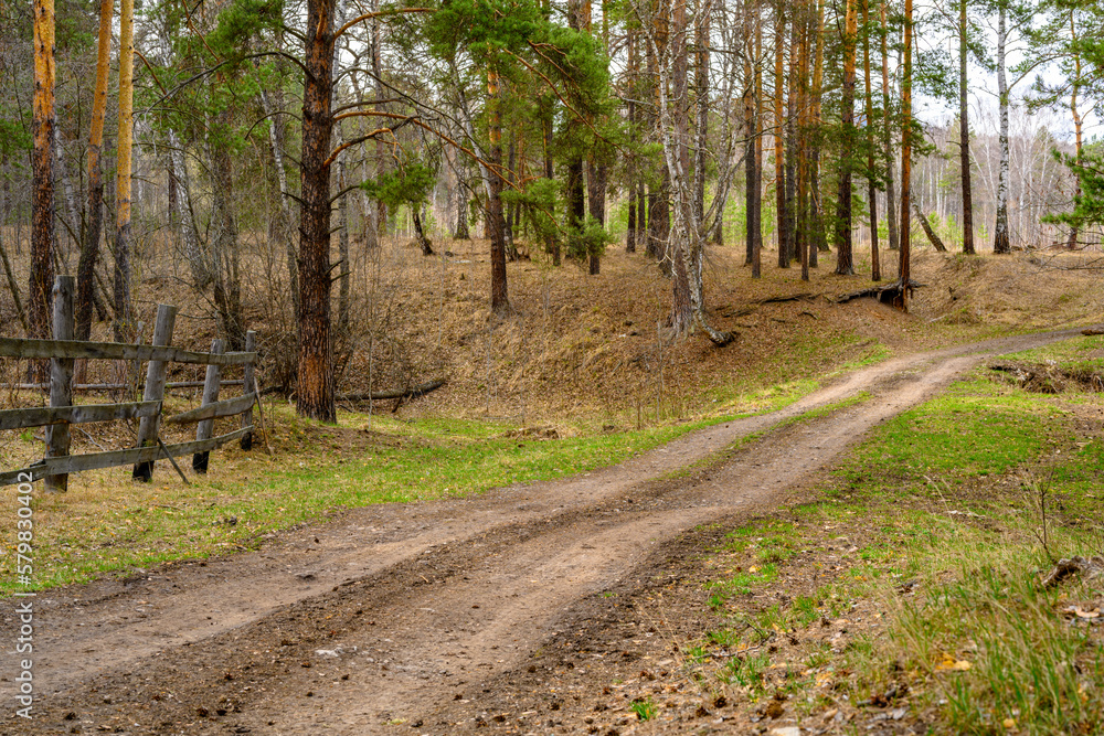 Fototapeta premium South Ural forest road with a unique landscape, vegetation and diversity of nature.