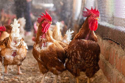 Aves, pollos, gallinas, gallos. pavos.