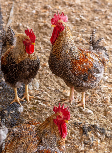 Aves, pollos, gallinas, gallos. pavos.