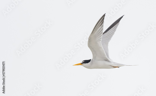 Isolated flying tern