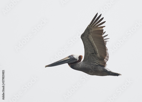 Isolated flying brown pelican