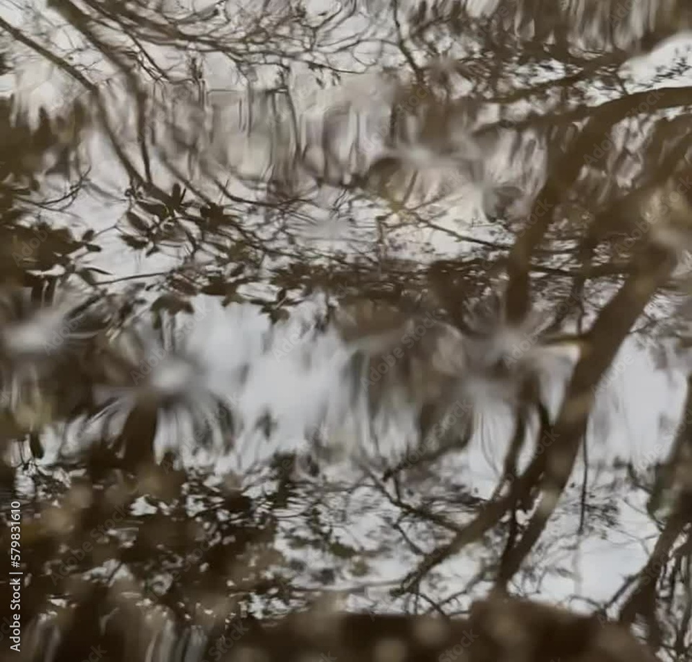 Reflected tree in Rippling Puddle during a winter rainstorm in Los Angeles, California Reflected tree in Rippling Puddle during a winter rainstorm in Los Angeles, California