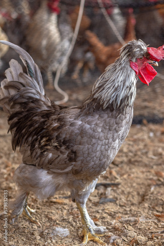 Aves, pollos, gallinas, gallos. pavos.