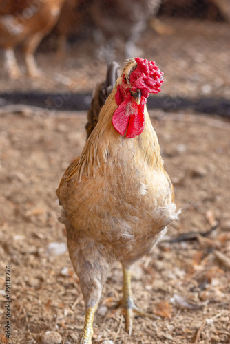 Aves, pollos, gallinas, gallos. pavos.
