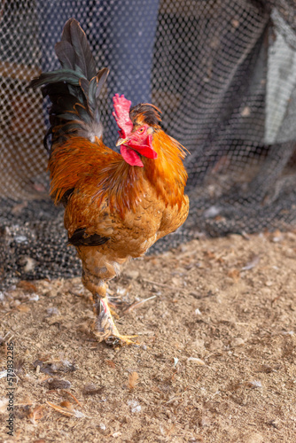 Aves, pollos, gallinas, gallos. pavos.