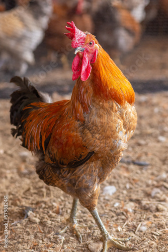 Aves, pollos, gallinas, gallos. pavos.