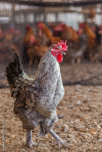 Aves, pollos, gallinas, gallos. pavos.