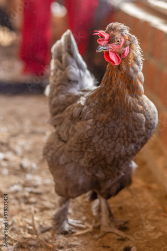 Aves, pollos, gallinas, gallos. pavos.