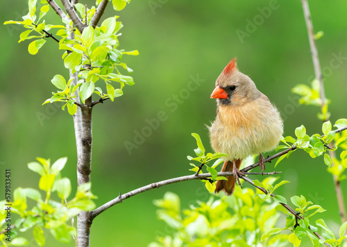 female cardinal 