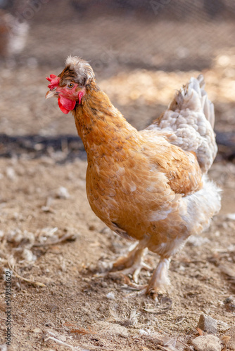 Aves, pollos, gallinas, gallos. pavos.