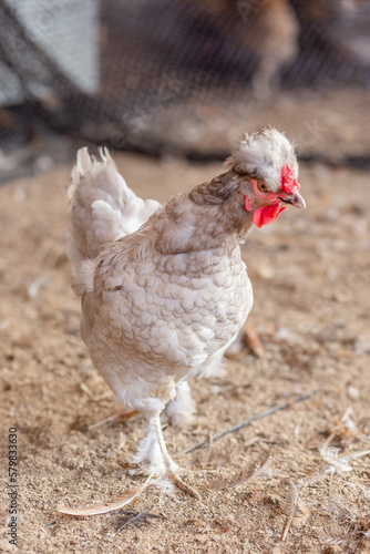 Aves, pollos, gallinas, gallos. pavos.