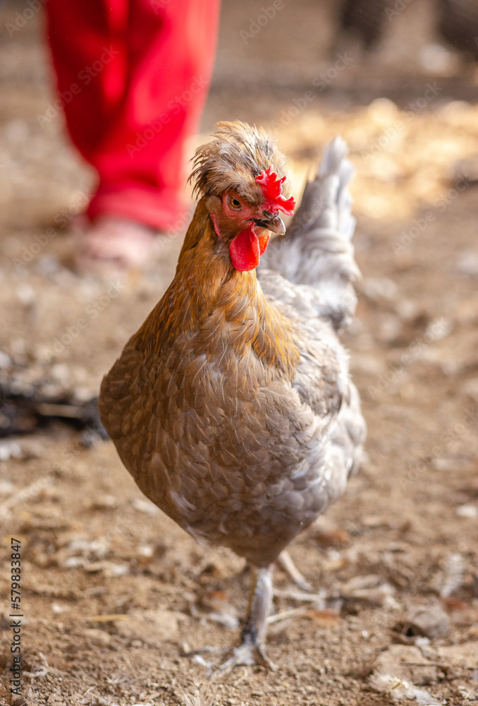 Fototapeta premium Aves, pollos, gallinas, gallos. pavos.