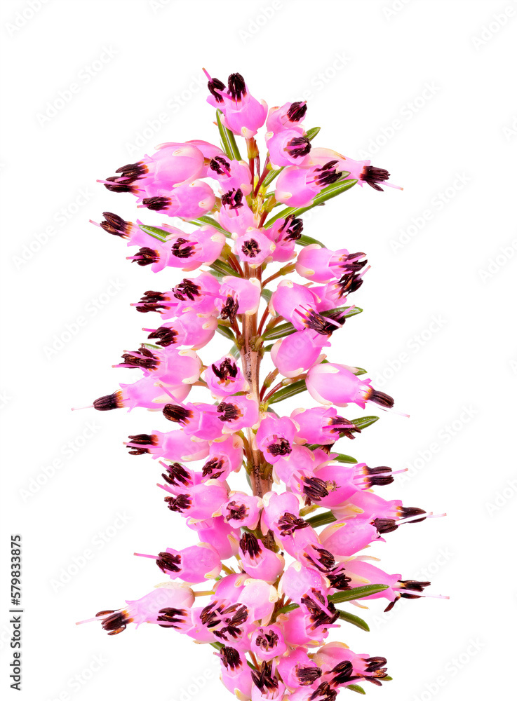 Isolated blossoms of a winter-flowering heather plant