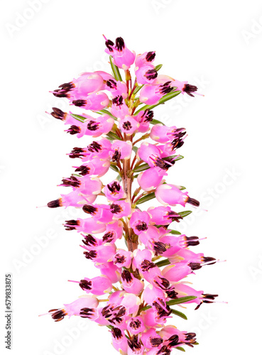 Obraz na płótnie Isolated blossoms of a winter-flowering heather plant w salonie