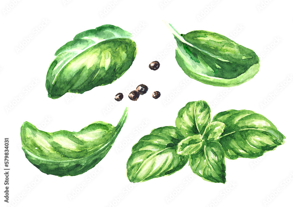 Fresh green basil leaves. Hand drawn watercolor illustration, isolated on white background - obrazy, fototapety, plakaty 