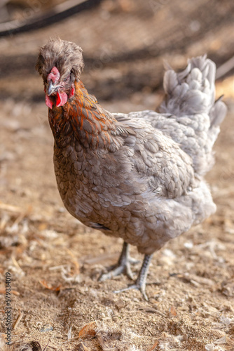 Aves, pollos, gallinas, gallos. pavos.