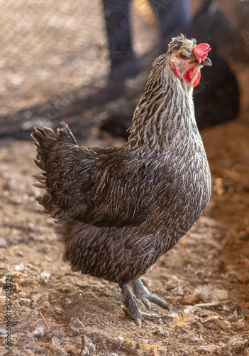 Aves, pollos, gallinas, gallos. pavos.