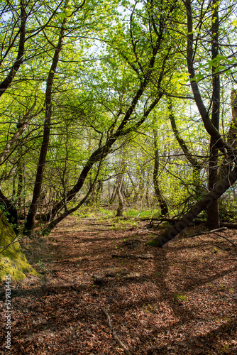 Green oriental sweetgum forest  Liquidambar orientalis  endemic to Turkey  Marmaris Gunnucek Milli Parki   Mugla