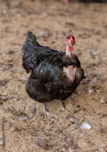 aves, plumas, pollitos, pollos, empresa