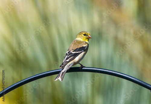 female American Goldfinch - Spinus tristis - perched on metal bird feeder bar in north Florida photo