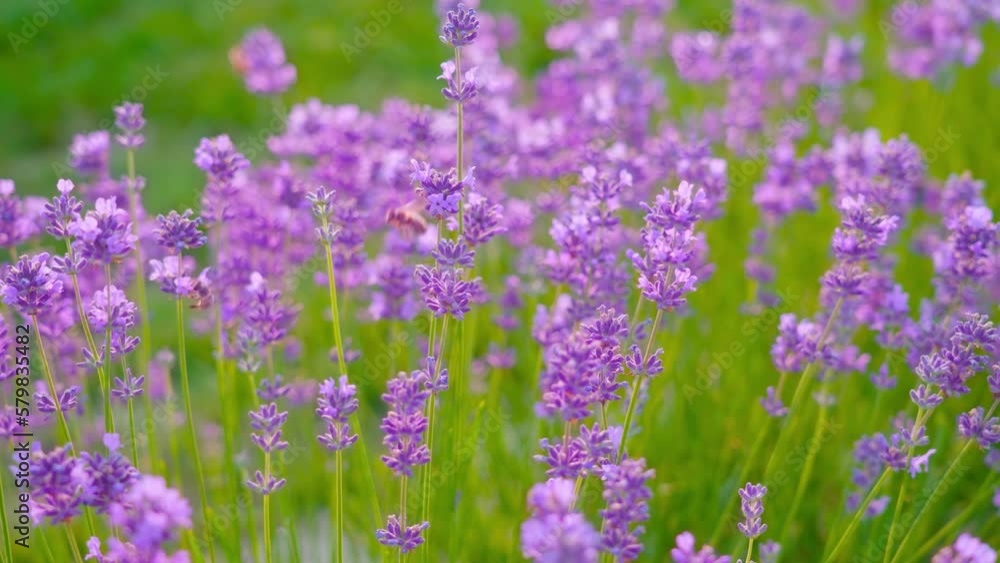 Lavender flowers with bees and green grass Lavender flowers with bees and green grass
