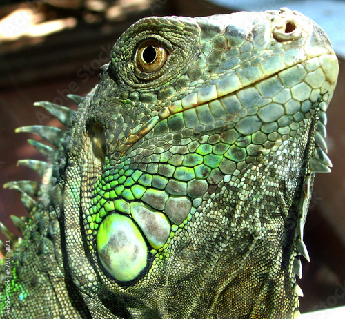 Green iguana  Iguana iguana  portrait