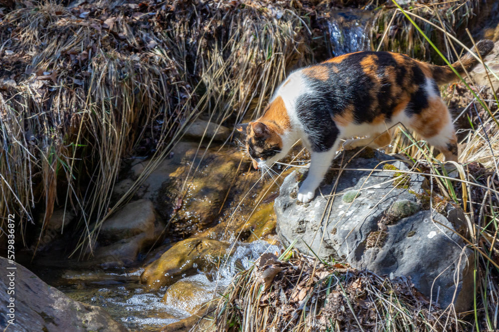 Cute domestic cat fishing in a creek. This small river is full of fishes.