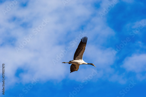 Black-necked crane in flight over Phobjikha valley, Bhutan